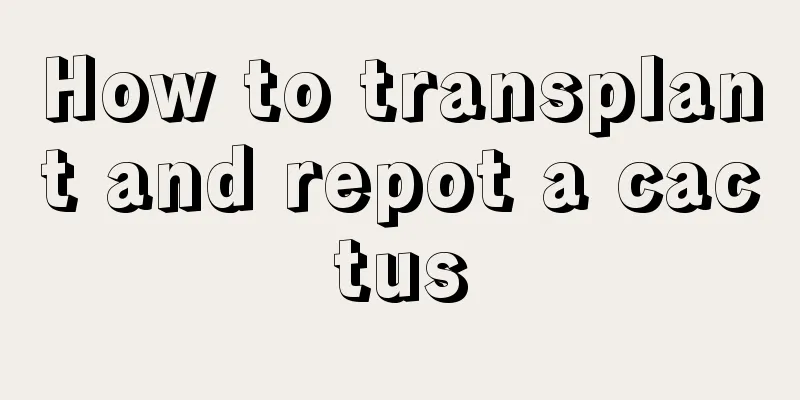 How to transplant and repot a cactus