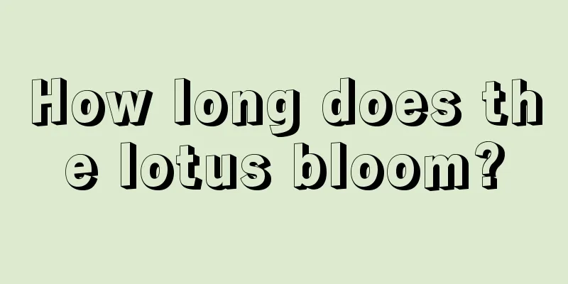 How long does the lotus bloom?