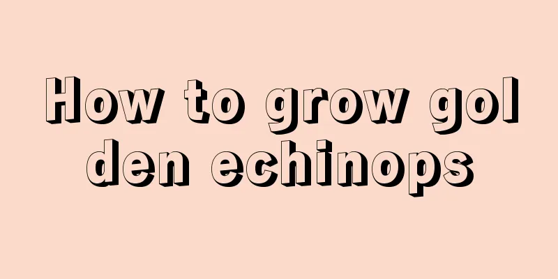 How to grow golden echinops