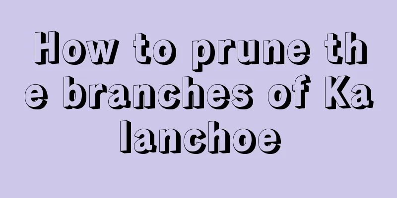 How to prune the branches of Kalanchoe