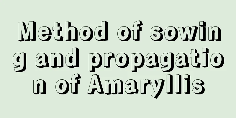 Method of sowing and propagation of Amaryllis