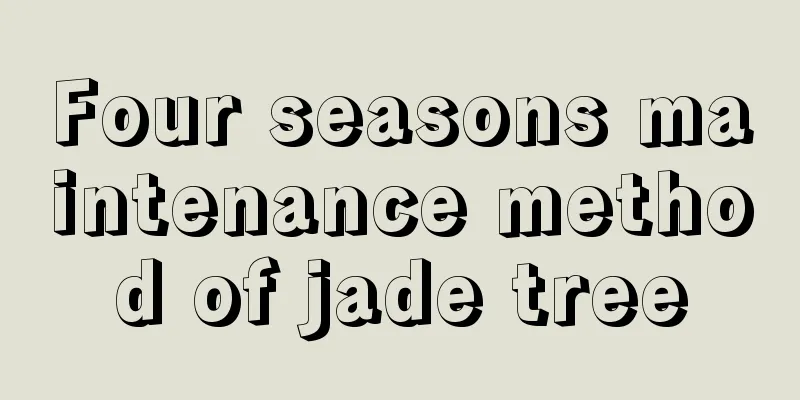 Four seasons maintenance method of jade tree