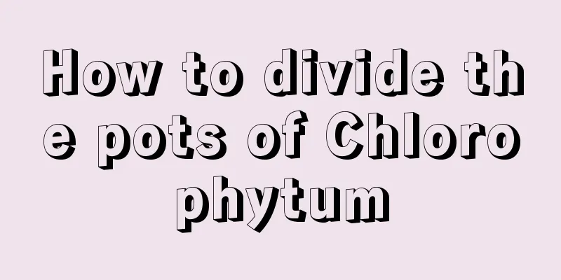 How to divide the pots of Chlorophytum