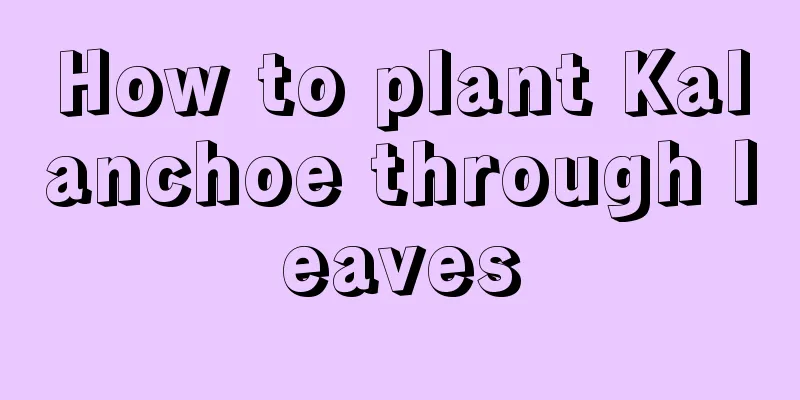 How to plant Kalanchoe through leaves