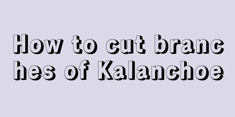 How to cut branches of Kalanchoe