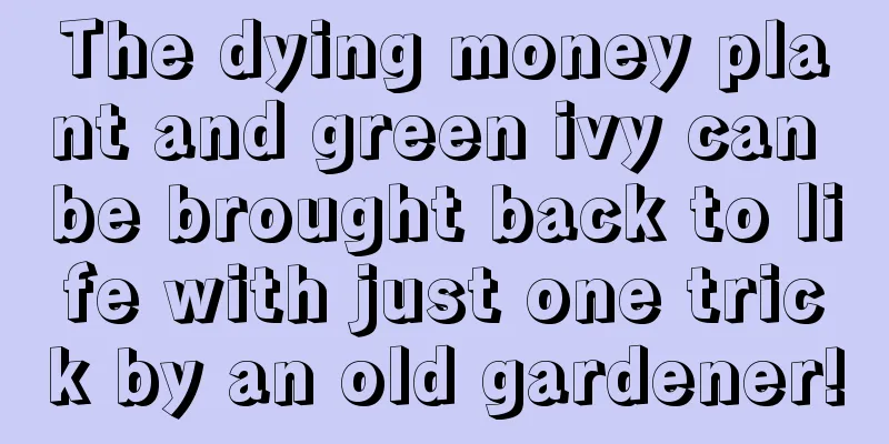 The dying money plant and green ivy can be brought back to life with just one trick by an old gardener!