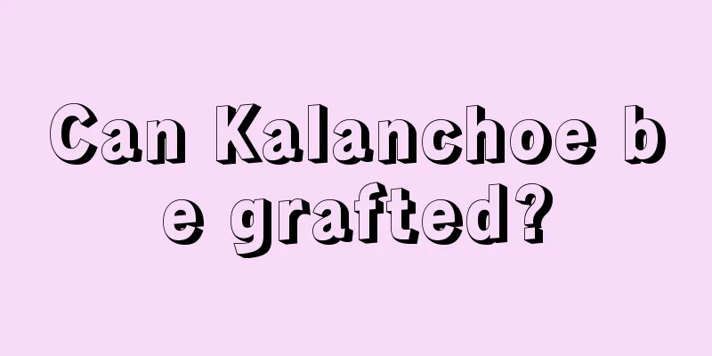 Can Kalanchoe be grafted?