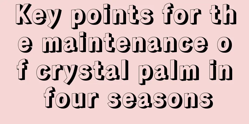 Key points for the maintenance of crystal palm in four seasons