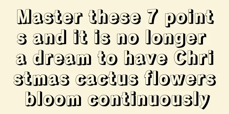 Master these 7 points and it is no longer a dream to have Christmas cactus flowers bloom continuously