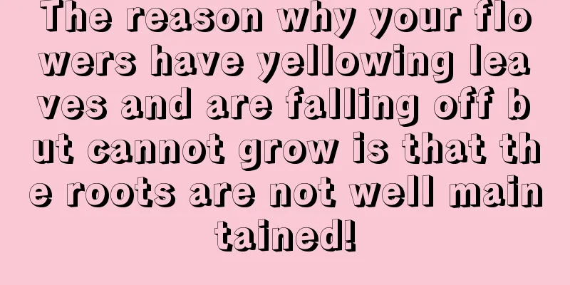 The reason why your flowers have yellowing leaves and are falling off but cannot grow is that the roots are not well maintained!