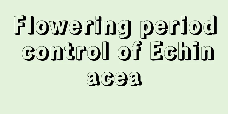 Flowering period control of Echinacea