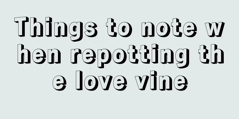 Things to note when repotting the love vine