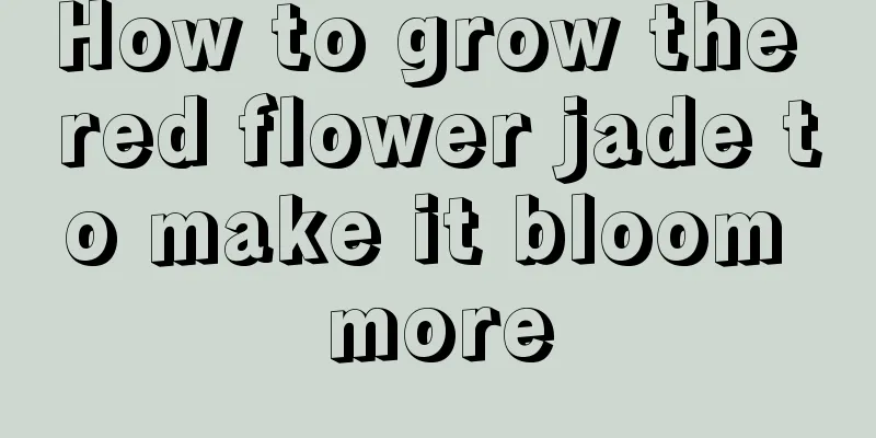 How to grow the red flower jade to make it bloom more