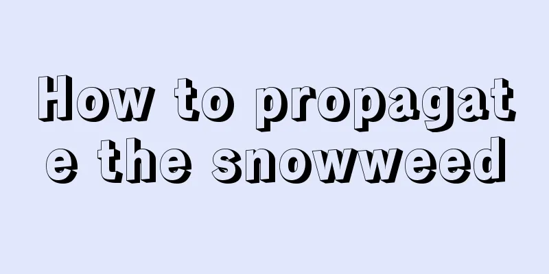 How to propagate the snowweed