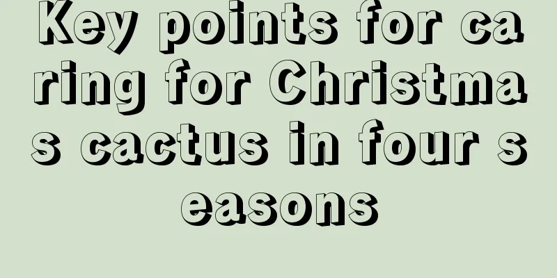 Key points for caring for Christmas cactus in four seasons