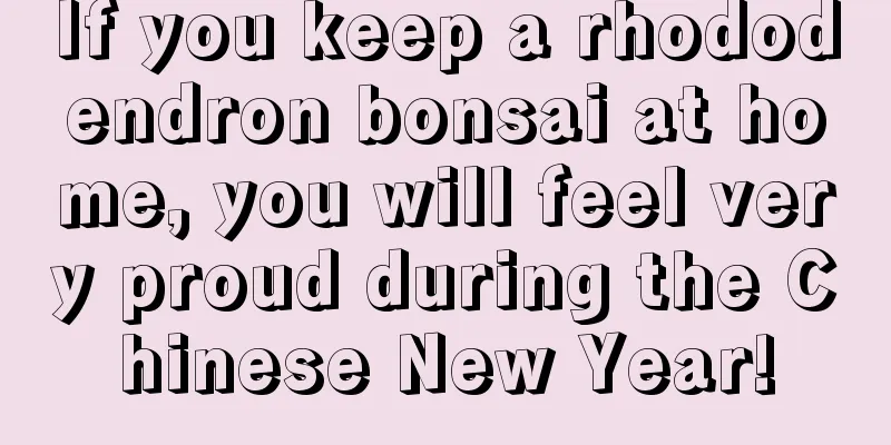 If you keep a rhododendron bonsai at home, you will feel very proud during the Chinese New Year!