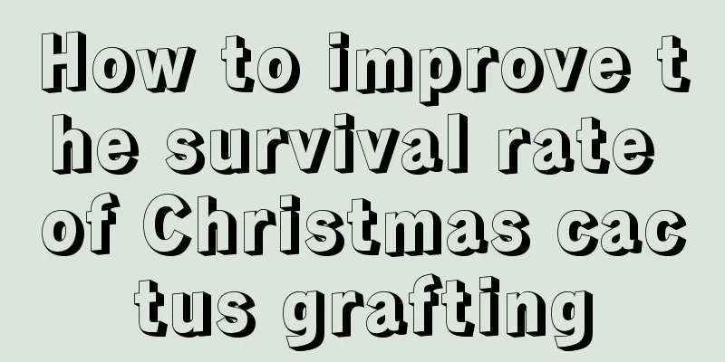 How to improve the survival rate of Christmas cactus grafting