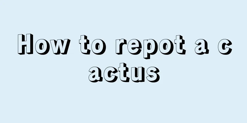 How to repot a cactus