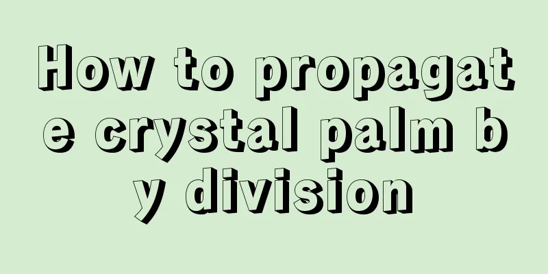 How to propagate crystal palm by division