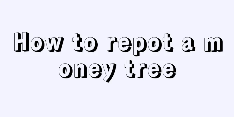 How to repot a money tree