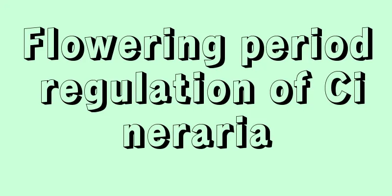 Flowering period regulation of Cineraria