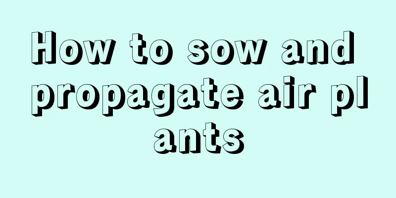 How to sow and propagate air plants