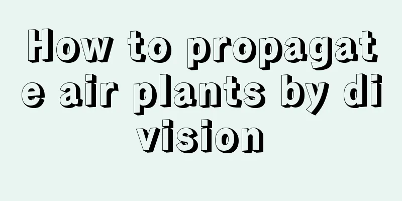 How to propagate air plants by division