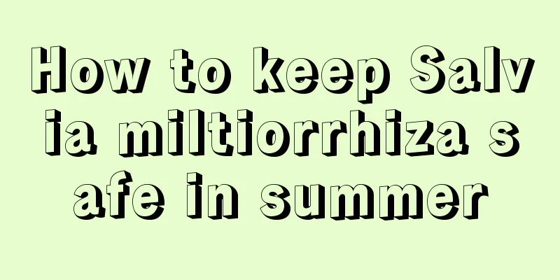 How to keep Salvia miltiorrhiza safe in summer