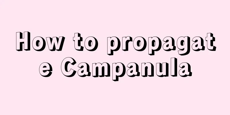 How to propagate Campanula