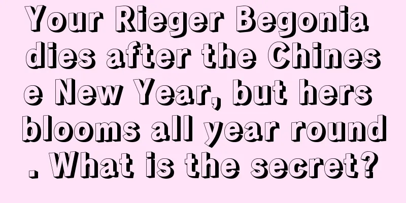 Your Rieger Begonia dies after the Chinese New Year, but hers blooms all year round. What is the secret?