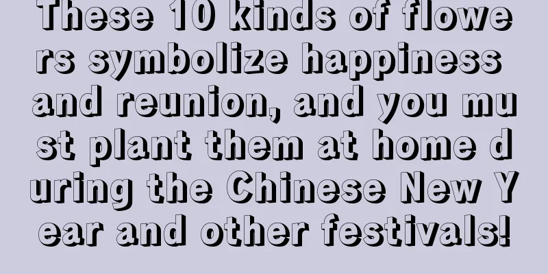 These 10 kinds of flowers symbolize happiness and reunion, and you must plant them at home during the Chinese New Year and other festivals!