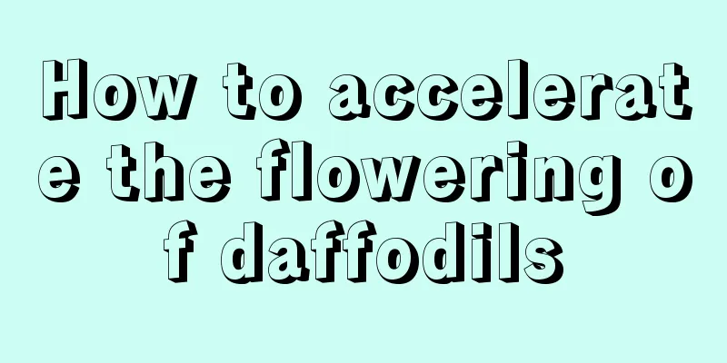 How to accelerate the flowering of daffodils