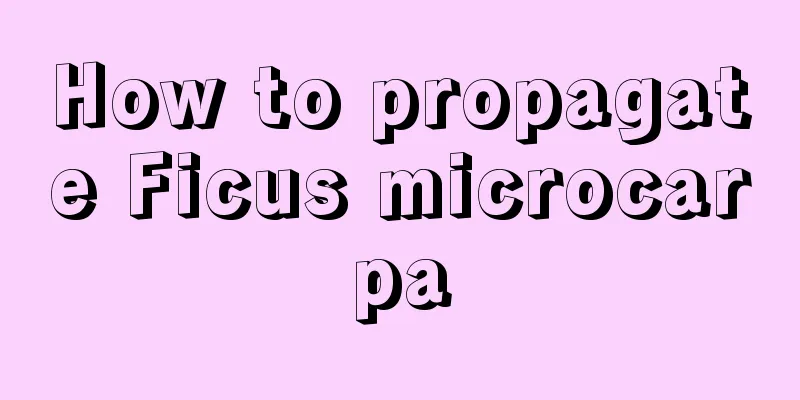 How to propagate Ficus microcarpa