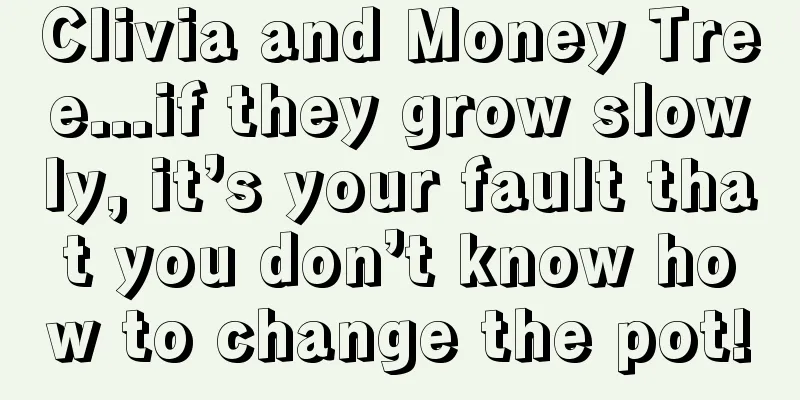 Clivia and Money Tree...if they grow slowly, it’s your fault that you don’t know how to change the pot!