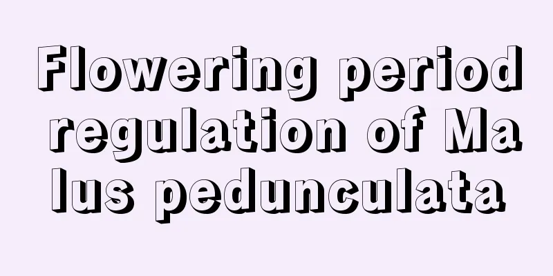 Flowering period regulation of Malus pedunculata