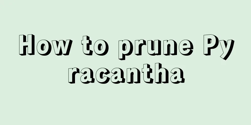 How to prune Pyracantha