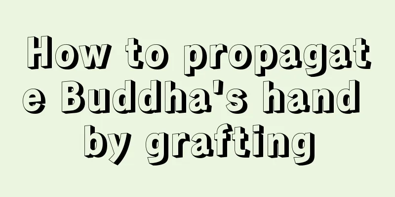 How to propagate Buddha's hand by grafting