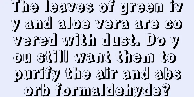 The leaves of green ivy and aloe vera are covered with dust. Do you still want them to purify the air and absorb formaldehyde?