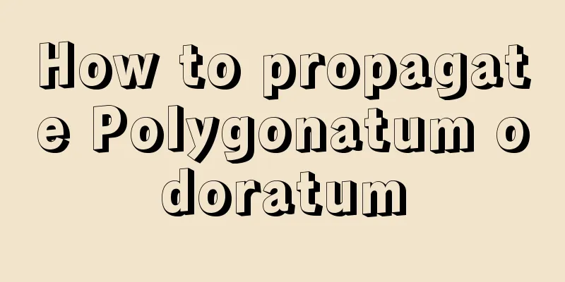 How to propagate Polygonatum odoratum