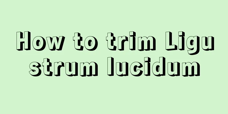 How to trim Ligustrum lucidum