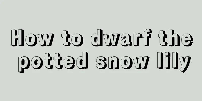 How to dwarf the potted snow lily