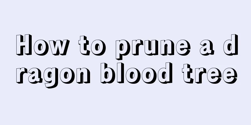 How to prune a dragon blood tree