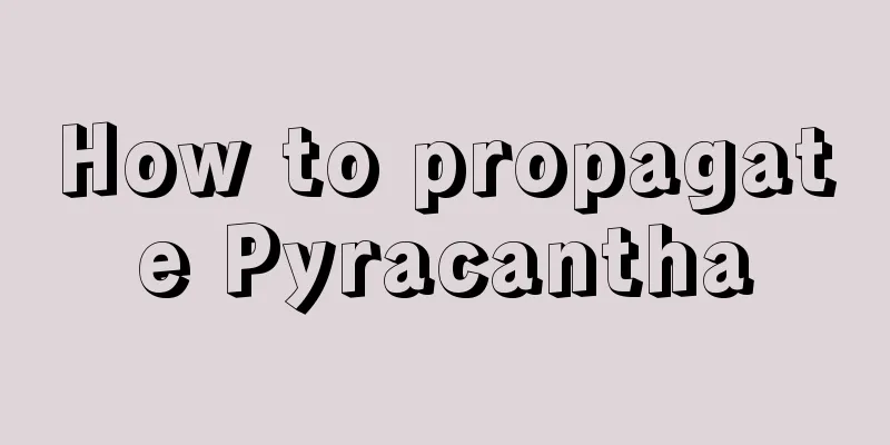 How to propagate Pyracantha