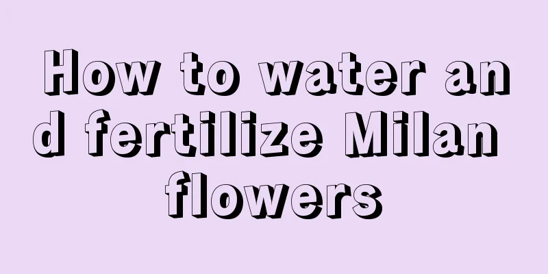 How to water and fertilize Milan flowers