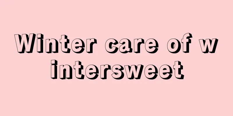 Winter care of wintersweet