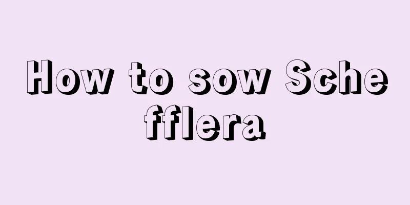 How to sow Schefflera