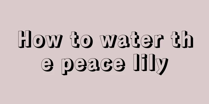 How to water the peace lily