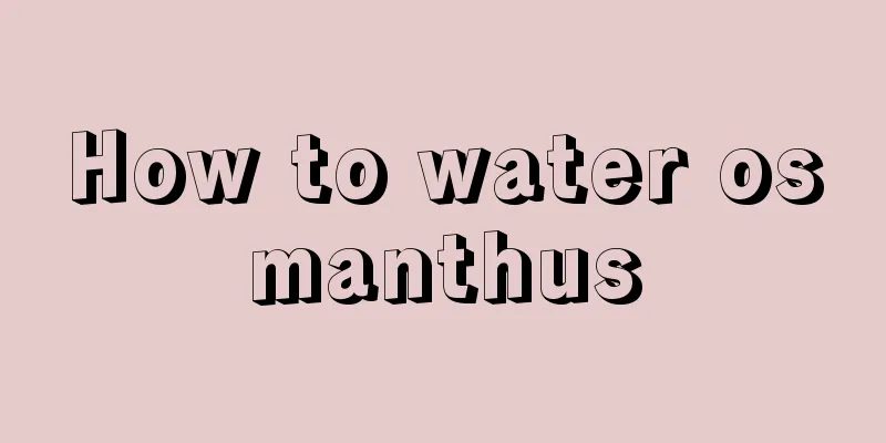 How to water osmanthus