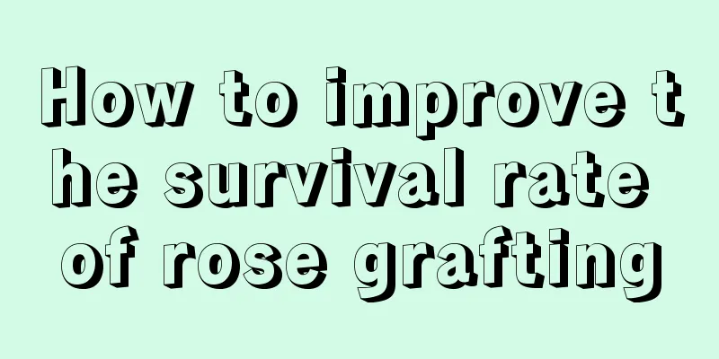 How to improve the survival rate of rose grafting