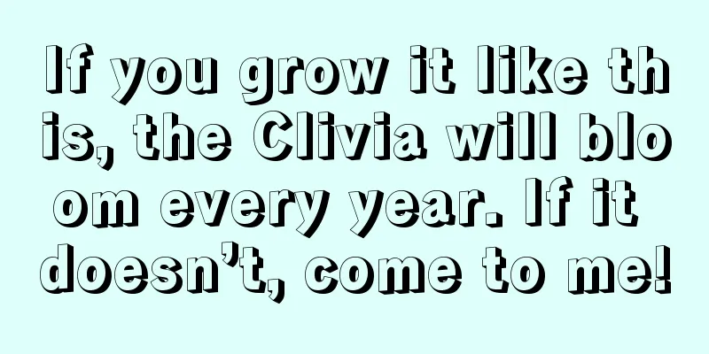 If you grow it like this, the Clivia will bloom every year. If it doesn’t, come to me!